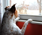 Separation Anxiety In Dogs