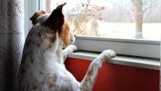 Separation Anxiety In Dogs